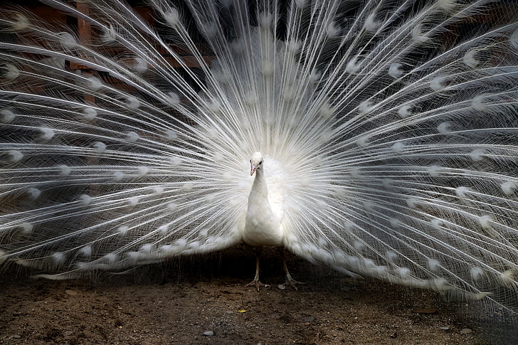 open tailed of white peacock