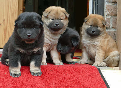 two tan and two black chow chow puppies sanding in front of door