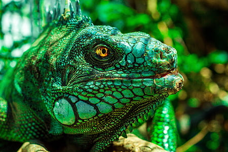 selective focus photography of green iguana