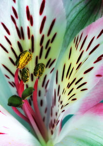 macro photo of pink and white Peruvian lily in blooom