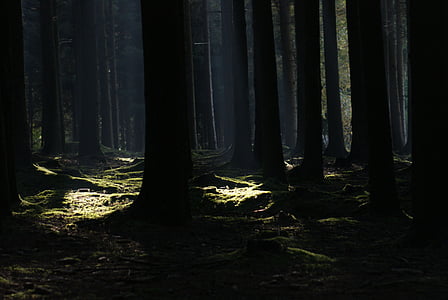 photo of forest during dusk