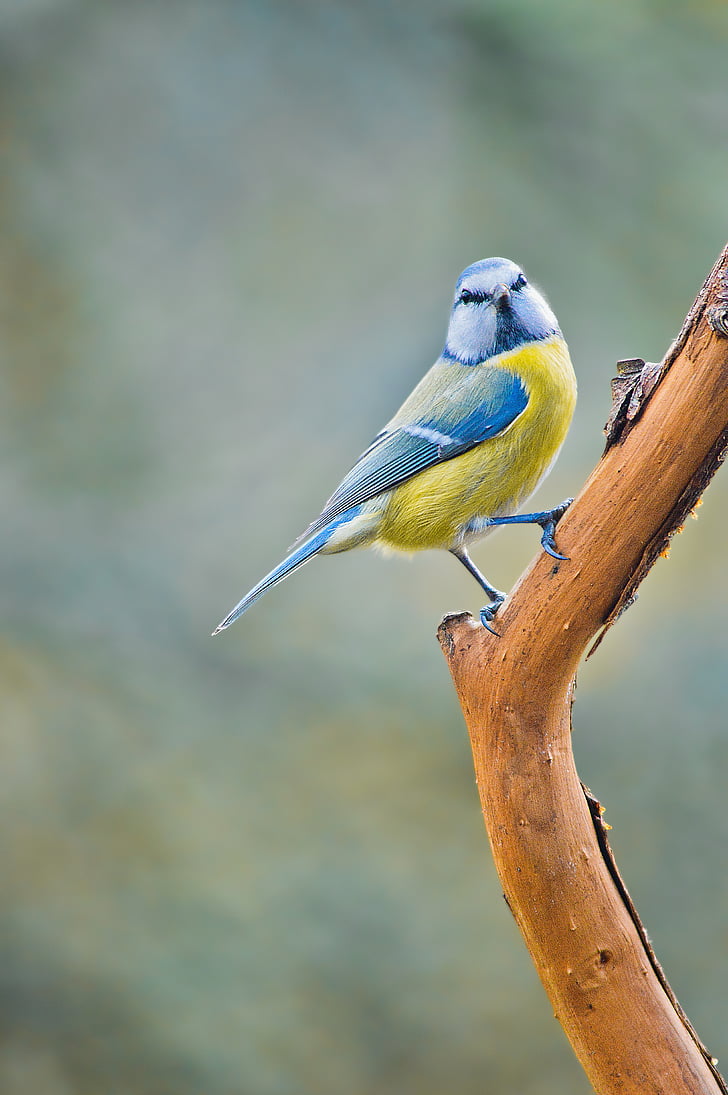 selective focus photography of Eurasian blue tit perched on branch