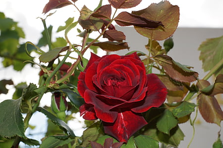 close up photography of fully bloom red rose flower