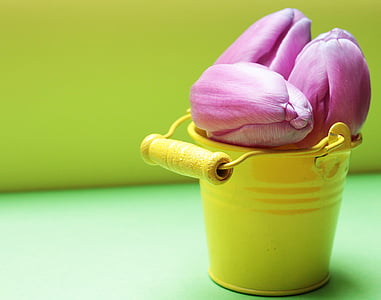 pink tulips on bucket