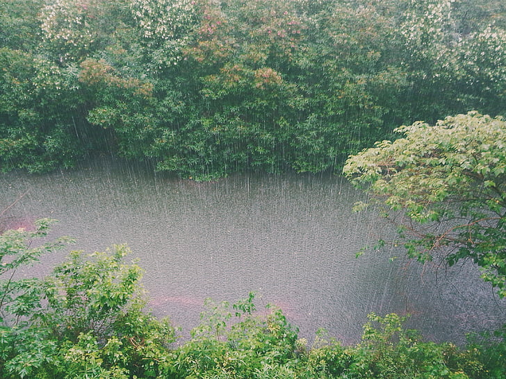high angle photography of trees during rain