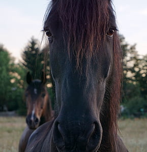 black horse during daytime