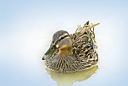 duck floating on water