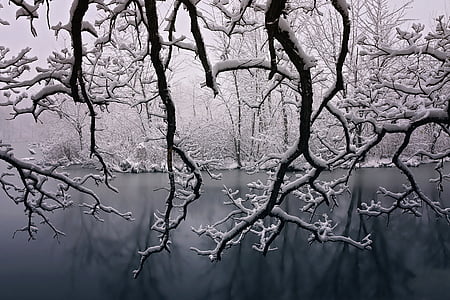 tree branch covered with snow grayscale photography