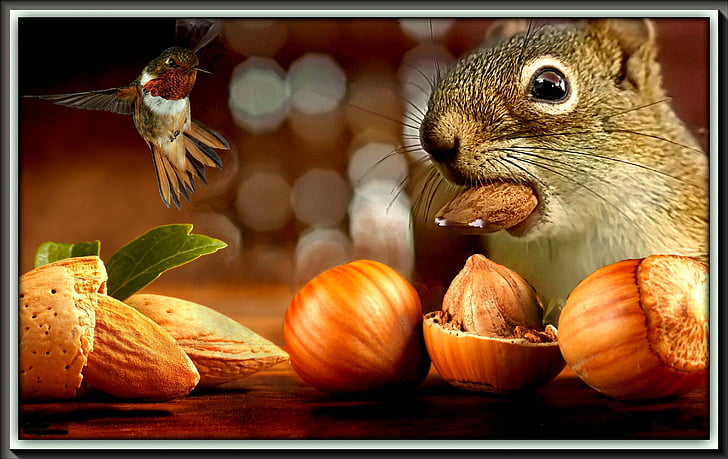 squirrel eating hazelnut and almond facing hummingbird