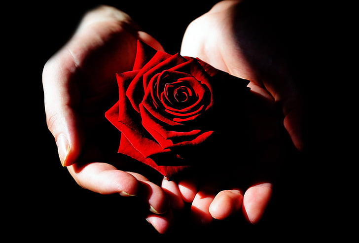 red rose in person's hand