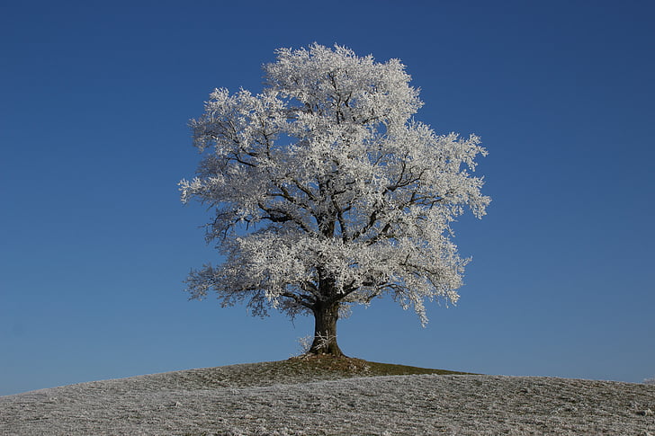 white leafed tree on top of mound at daytime