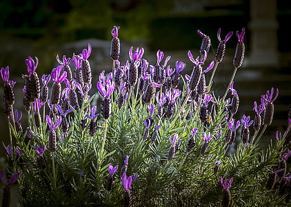 depth photography of lavender flowers