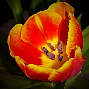 macro photo of red and yellow tulip in bloom
