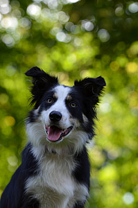 tilt shift lens photo of long-coated white and black dog