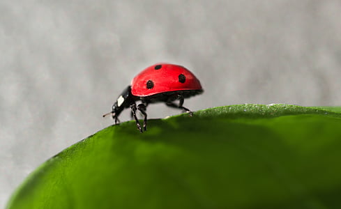 macro photography ladybug on green leaf