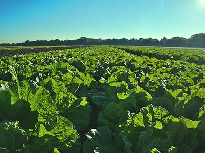 cabbage farm