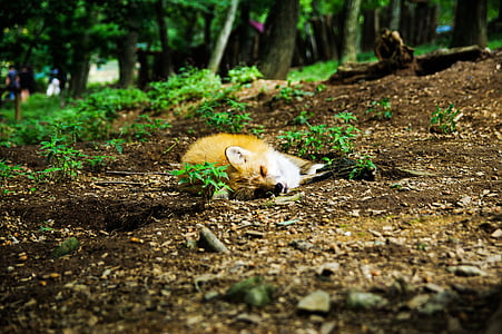 brown fox sleeping on green grass