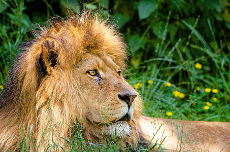lion on grass