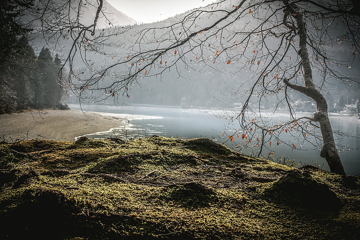 leafless tree near body of water at daytime