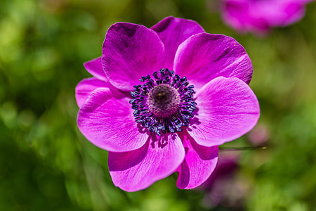 close up photography of purple anemone flower in bloom