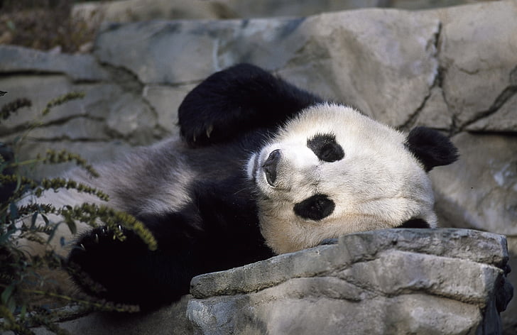 photography of panda
