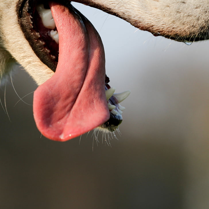 Royalty-Free photo: Animal tongue | PickPik