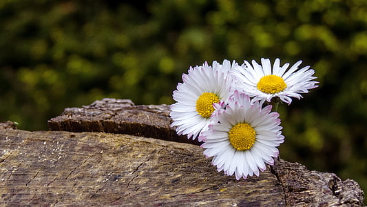 three daisy flowers on wood surface