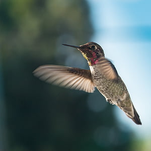 panning photo of hummingbird flying