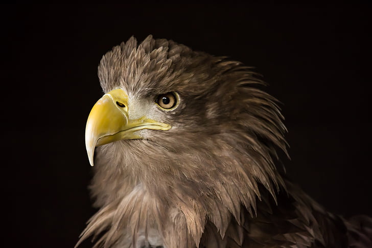 Rugged Bald Eagle Face Close Up - Shetzers Photography