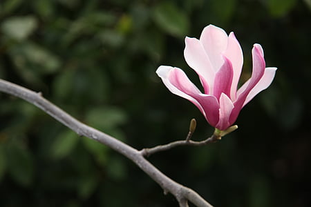 selective focus photo of pink magnolia flower in bloom