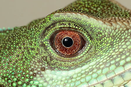 close-up photography green lizard eye