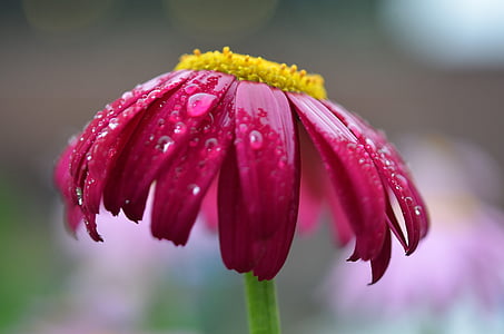 selective focus photography of pink daisy with dew drops