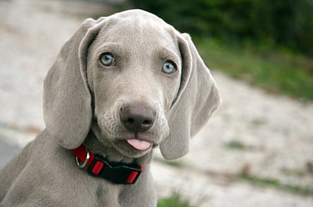 gray Weimaraner puppy