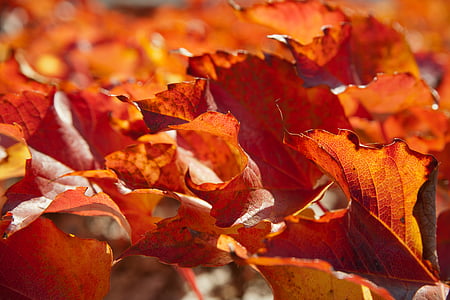 brown autumn leaves photo
