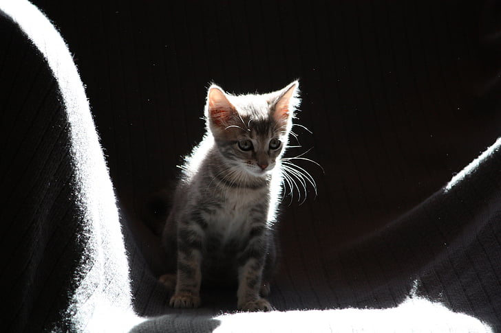 silver tabby kitten on gray surface