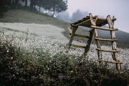 brown wooden ladder on white cluster flower field