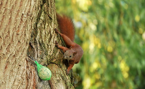 brown squirel on tree