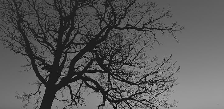 leafless tree silhouette during night time