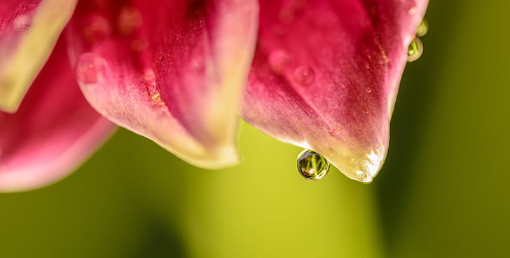 closeup photo of dewdrop on pink petal