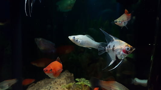 four assorted fishes inside aquarium