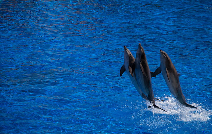 three dolphin above water