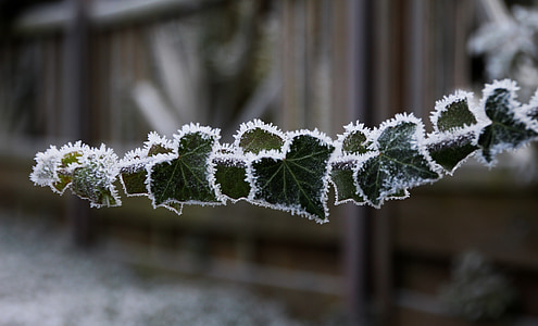 shallow focus photography of leaf with snow