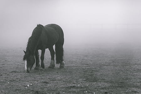 horse standing in mist