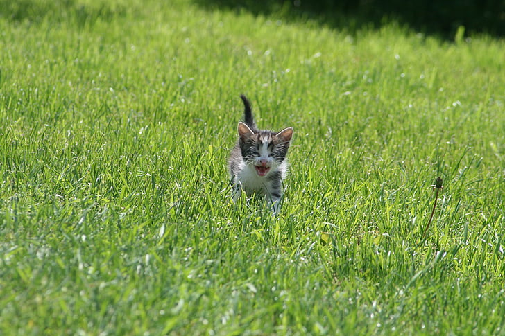 gray tabby kitten running on grass at daytime