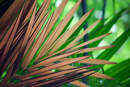 close up photography of brown palm leaves