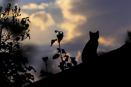 silhouette cat