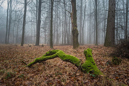 green and grey forest with fogs