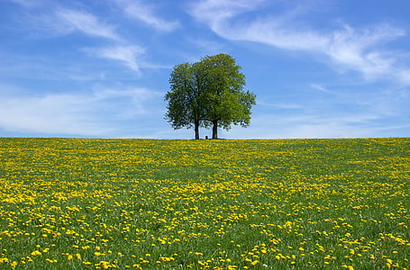 green leafed trees surrounded by bed of yellow petaled flowers