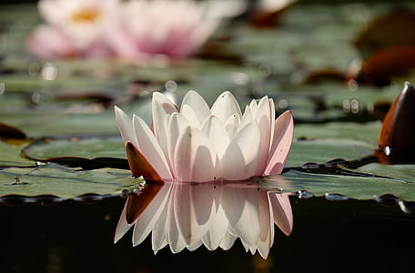 white lotus plant above water photo