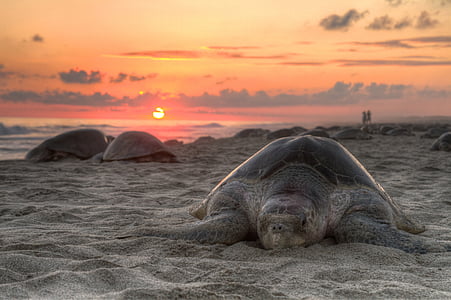 black sea turtle on the beach sand